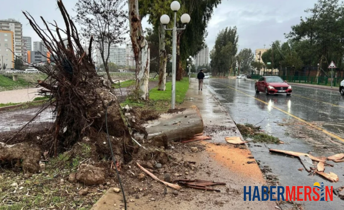 Mersin’de Fırtına ve Sağanak Kabusu: Dev Ağaçlar Araçların Üstüne Devrildi, Çatılar Uçtu!